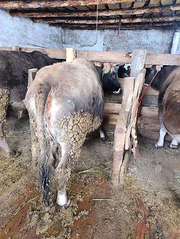 Коровы, быки: Продаю | Корова (самка), Тёлка | Полукровка | На забой | Привязанные — 7