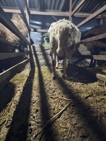 Баран, овца: Продаю | Баран (самец) | Для разведения | Осеменитель — 12