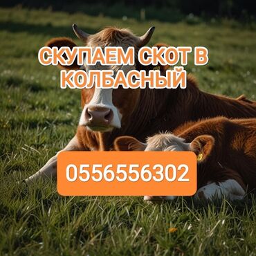 продаю кочкора: Сатып алам | Уйлар, букалар, Жылкылар, аттар | Күнү-түнү, Бардык шартта, Союлган