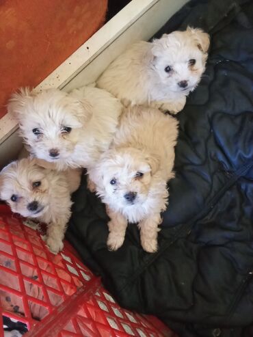 Dogs: Bačko Gradište prodajem štenci Maltezera 7nedelje oćiščeni od