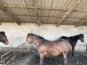 Лошади, кони: Продаю | Жеребец | Рабочий at lalafo.kg — 6 Лошади, кони: Продаю | Жеребец | Рабочий — 6