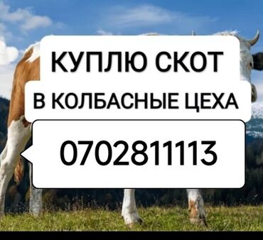 шприц для колбасного сыра: Сатып алам | Уйлар, букалар, Жылкылар, аттар | Күнү-түнү, Бардык шартта