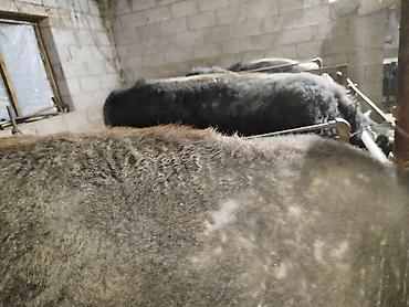 Коровы, быки: Продаю | Бык (самец) | На откорм | Привязанные — 13