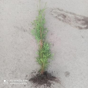 Thuja seedlings: Туя западная (Thuja occidentalis) для живых изгородей и озеленения — 7