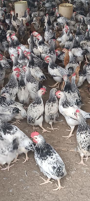 ördək balası və cücə: Məhsul: Yumurtalıq və ətlik yerli cins toyuqlar (xüsusilə ağ-qara — 1