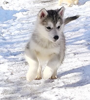 кошки милые: Хаски, 1 месяц, Самка, С родословной