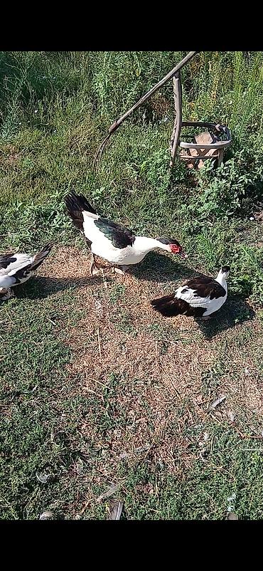 Утки: 1 erkey 2 disi Temiz qan Standartlari yerinde olan black HaTlar satlir — 2