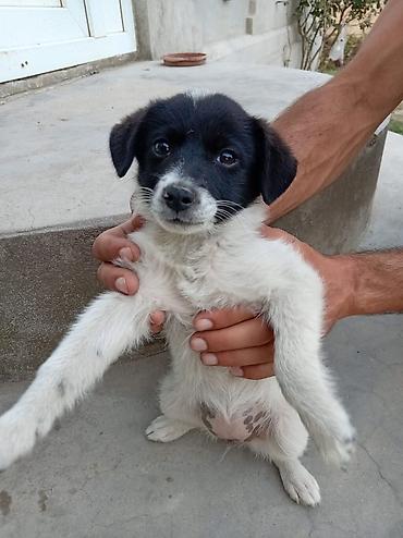 dişi: Zvonok, 3 ay, Dişi — 1