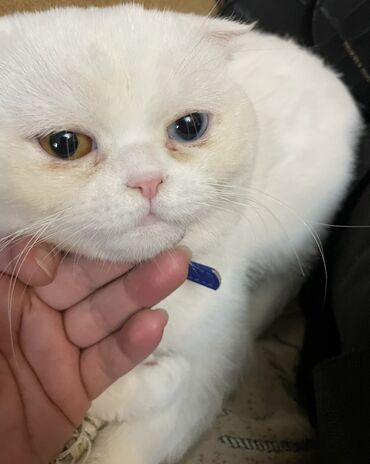 pişik cutləşmə: Şotland, Erkək, Cütləşmə üçün