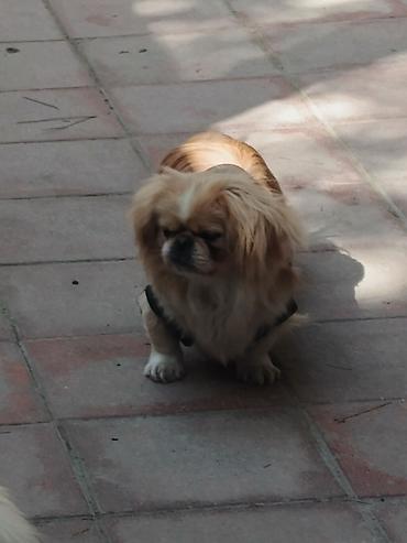 İtlər: Pekines, 1 il, Peyvəndli — 4