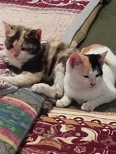 Отдам даром кошку: Котята трёхцветной окраски - Домашние котята с ярким черепаховым и — 5
