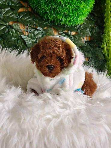 toy pudle: Nove bebice toy I mini pudle Odgajivacnica Hopy queen pudle vam — 2