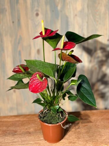 Otaq bitkiləri: Otağınıza təbiət gözəlliyi gətirəcək qırmızı anturium bitkisi. Parlaq — 3