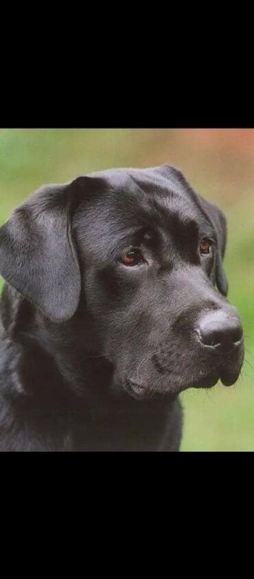Собаки: Продается лобрадор с документами