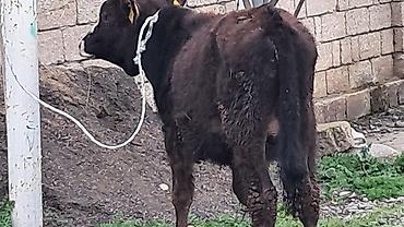 Inəklər, öküzlər: Erkək, Simental, il: 4, 550 kq — 14