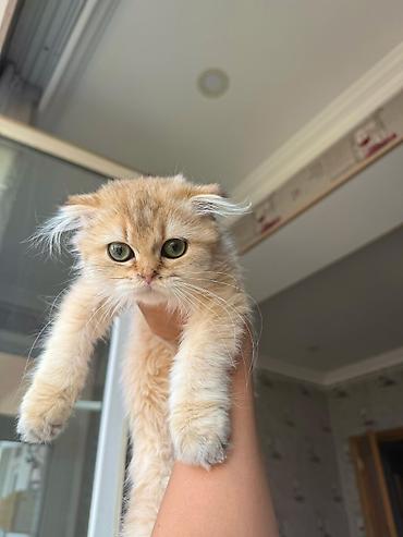 Pişiklər: Şotland yastı qulaq — 23