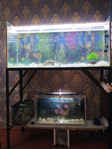 akvarium satışı: 1m 3sm uzunu,37en,hundurluk 43 sm akvarium 200litrlik, awagidaki — 2