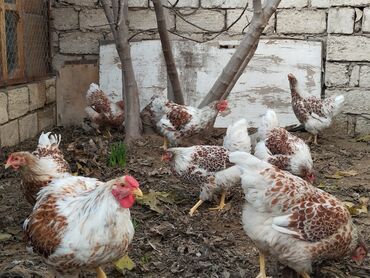 Cücələr: Damazlıq, Ünvandan götürmə