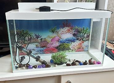 akvarium balıqlar: Akvaryum dəsti - Şüşə akvarium, ağ üst çərçivə və dekorativ fon — 2