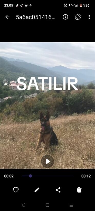 İtlər: Alman çoban iti, 1 il, Dişi, Cütləşmə üçün, Ünvandan götürmə