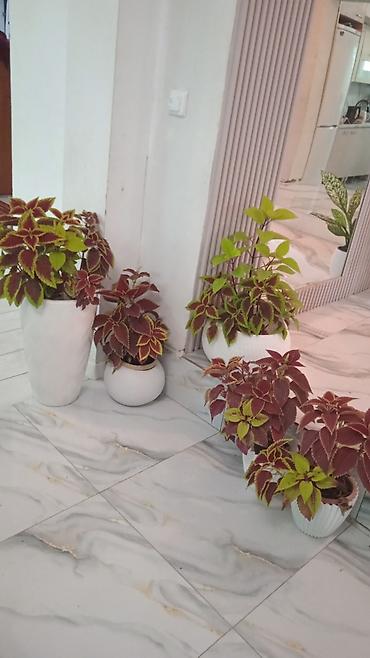 золо: Декоративные комнатные растения колеус (Solenostemon/ Coleus) в — 1