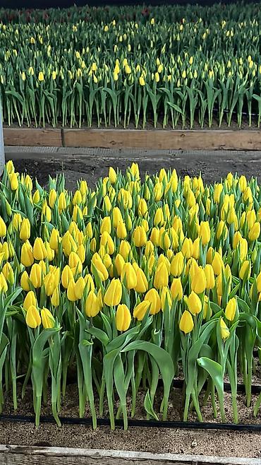 Букеты из живых цветов: Тюльпаны ОПТОМ! и в розницу вместе с луковицами рост 75см бокал 5-6см at lalafo.kg — 9 Букеты из живых цветов: Тюльпаны ОПТОМ! и в розницу вместе с луковицами рост 75см бокал 5-6см — 9