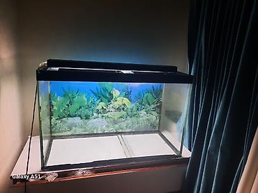 akvariyum: Parametrləri 70×30×45 akvarium satılır. 94 litr,2 hissəyə bölünür - — 6