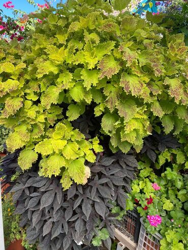 Другие виды семян и саженцев: Колеусы есть в стаканчиках и большие — 10