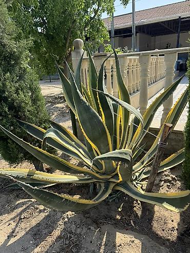 tikanlı bitkilər: Agave americana ‘Variegata’ – dekorativ sukulent - Növ: Agave — 1