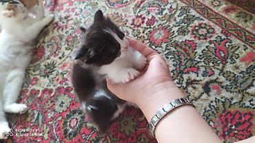 щенки даром: Sahibləndirilir,güvənli əllərə — 3