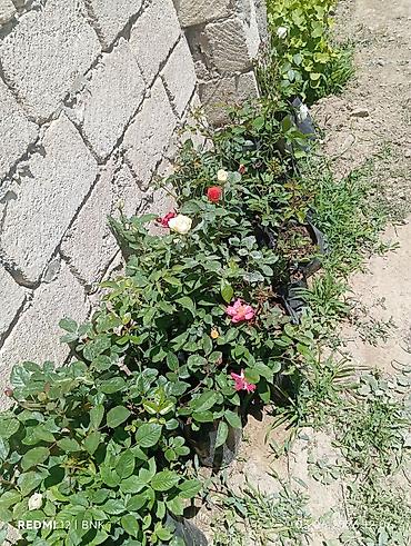 yaz gulləri: Gül kolları – bağ və balkon üçün dekorativ sortlar Məhsul: Saksıda — 9