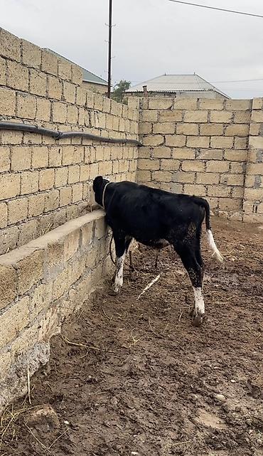 broyler cuce satisi: Simmental və ivanofka mələzi 4 aylıq erkək danadır. Tam sağlamdır — 2