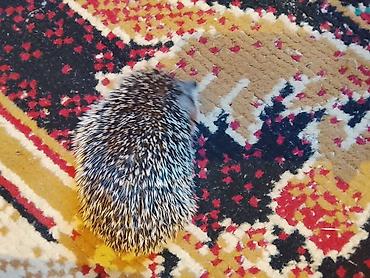 хорьки: 🦔 Продаётся декоративный ёжик Милый, ручной, ухоженный и активный — 5