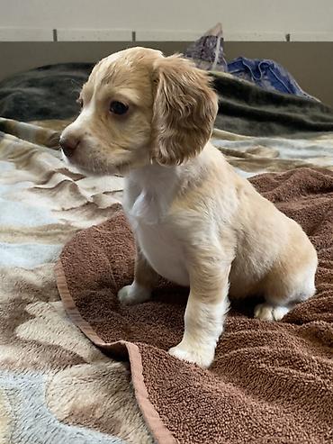 Продажа собак: Щенки русский охотничий спаниель - Порода: Русский охотничий — 2