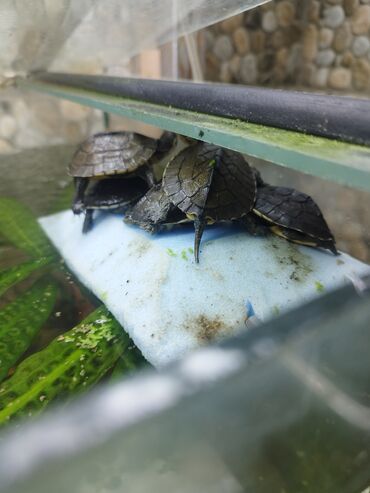 Аквариумы: Мы находимся а Беловодске! Аквариумные рыбки! черепахи тритоны !!!! — 11