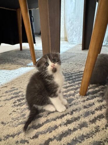 Pişiklər: Şotland — 12