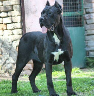 Psi: Cane Corso štenci dostupni za rezervaciju! U ponudi imamo tri na lalafo.rs — 19 Psi: Cane Corso štenci dostupni za rezervaciju! U ponudi imamo tri — 19