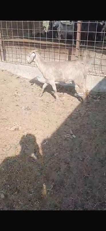keci heyvan: Keçilər satılır 11 baş heyvandır maraqlanan əlaqə saxlaya bilər — 3