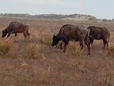 Camış: Məhsul: Su camışı sürüsü boğaz çatmışlar. 9 heyvan 6 ana camis . 3 — 13