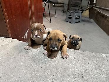 Продажа собак: Продаются чистокровные щенки Питбуля щенки крупные, здоровые и — 6