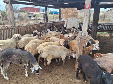 Balıqlar: Qoyun sürüsü satılır - Növlər: qarışıq – ağ, qara, boz və qəhvəyi