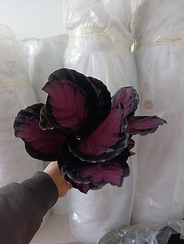 Другие комнатные растения: Представляем ассортимент декоративно-лиственных растений, которые — 2