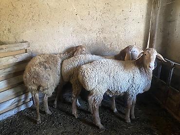 Продам с/х животных: Продаю | Овца (самка), Баран (самец) | Полукровка | На забой, Для разведения | Осеменитель, Матка, Ярка — 2
