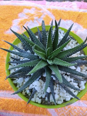 сколько стоит бегония: Суккулент Хавортия (вероятно Haworthia attenuata) в горшке. -