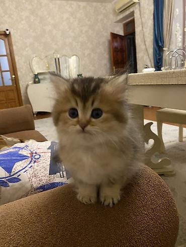 Pişiklər: Şinşilla, Dişi — 9