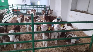 на ферме есть куры козлы и коровы: Продаю | Бык (самец)