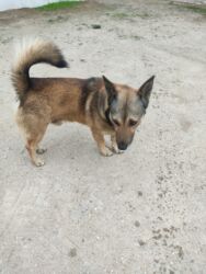 İtlər: Zvonok, 1 il, Erkek — 8