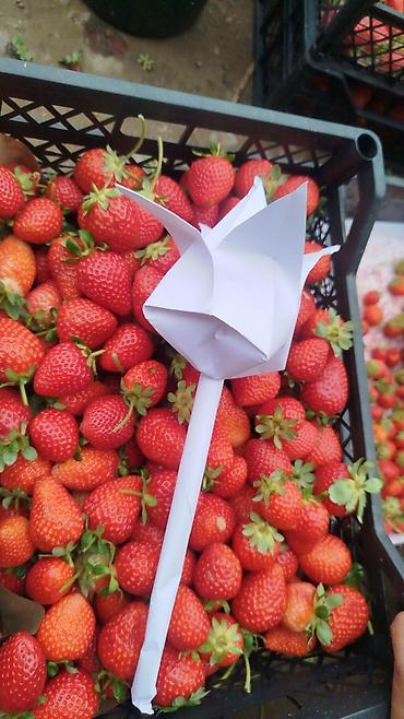 Помидоры: Помидоры Сливки — 6