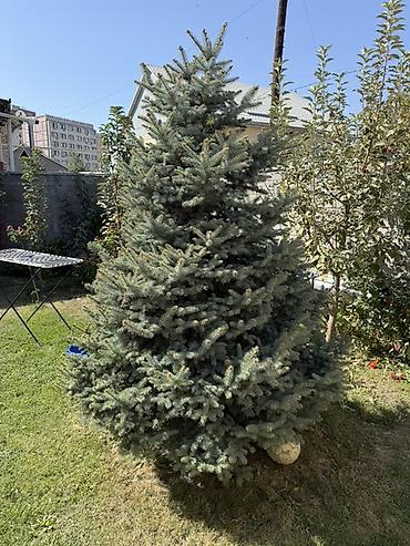 охрана на дачу: Продаётся голубая ель (ель колючая) 🌲 Красивое, взрослое дерево — 2