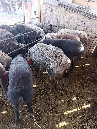 Баран, овца: Продаю | Овца (самка) | Для разведения | Матка at lalafo.kg — 4 Баран, овца: Продаю | Овца (самка) | Для разведения | Матка — 4